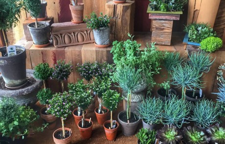 Plants Inside Urban Evolutions Showroom